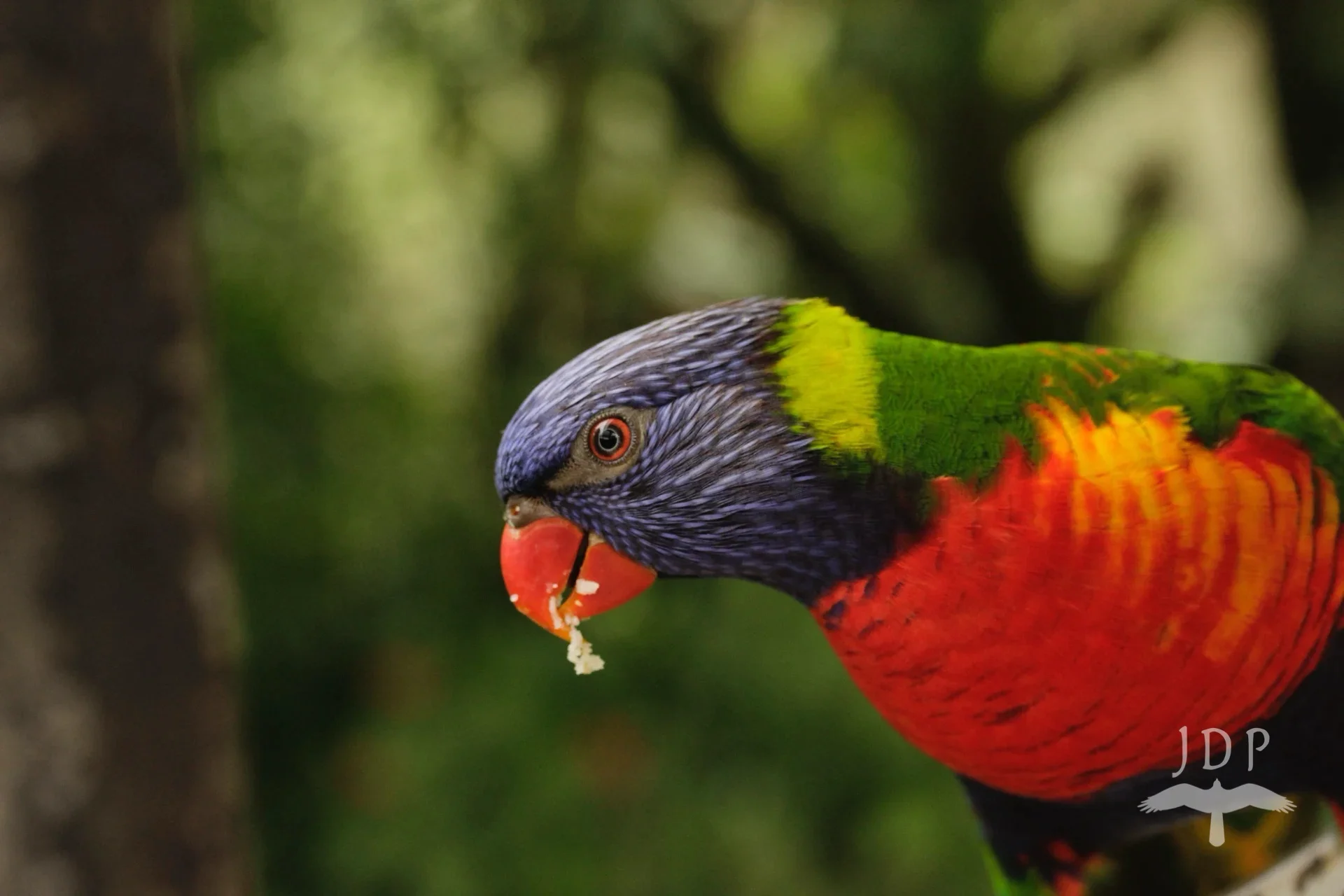 Rainbow Lorikeet