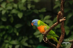 Rainbow Lorikeet