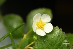 Strawberry Flower