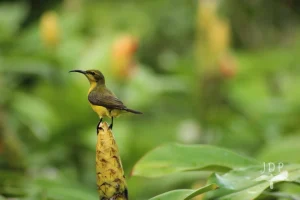 Sunbird
