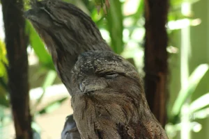 Tawny Frogmouth