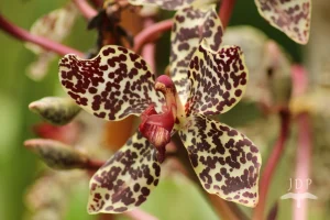 Tiger Orchid