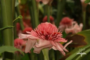 Torch Ginger Pink