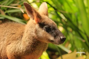 Wallaby