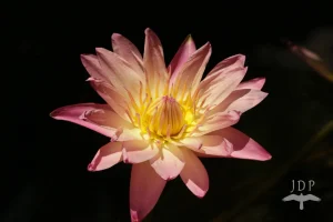 Water Lily