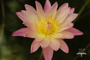 Water Lily