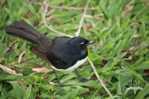 Willy Wagtail