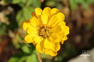 Zinnia